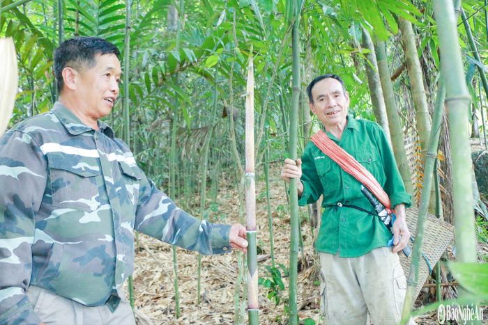 Từ việc hái măng tự nhiên, bà con bản Liên Phương nay đã chủ động khoanh nuôi, chăm sóc măng nhướng ngay tại đồi nhà. Ảnh: K.L