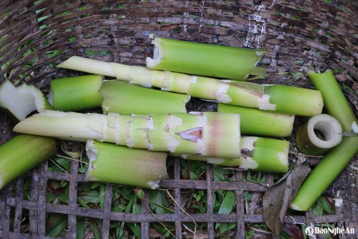 Sau đó, tách lấy phần non của cây măng. Ảnh: T.P