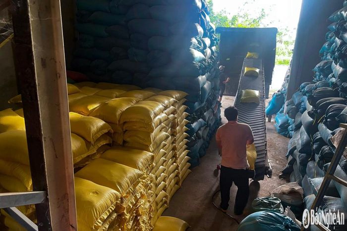 Các đại lý thu mua cho biết, hiện thị trường lúa gạo đang chững lại. Ảnh: T.P