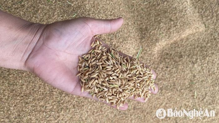 Đến thời điểm hiện tại, nông dân Nghệ An đã hoàn tất thu hoạch lúa Xuân. Ảnh: T.P