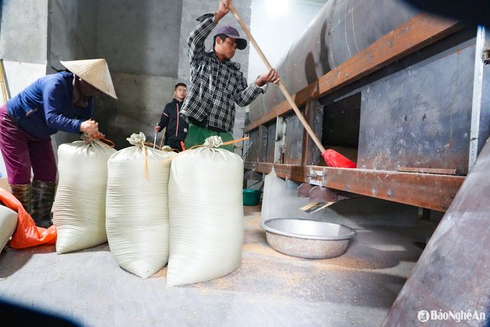 Nhiều hộ không bán lúa tươi mà sấy, phơi khô cất kho chờ giá tăng. Ảnh: T.P