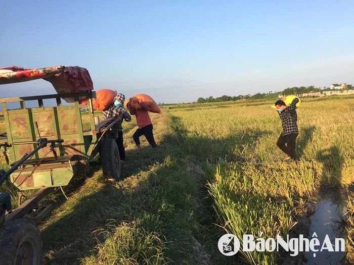 Với những hộ sản xuất nhiều, đa phần lựa chọn bán lúa tươi tại ruộng cho thương lái. Ảnh: T.P