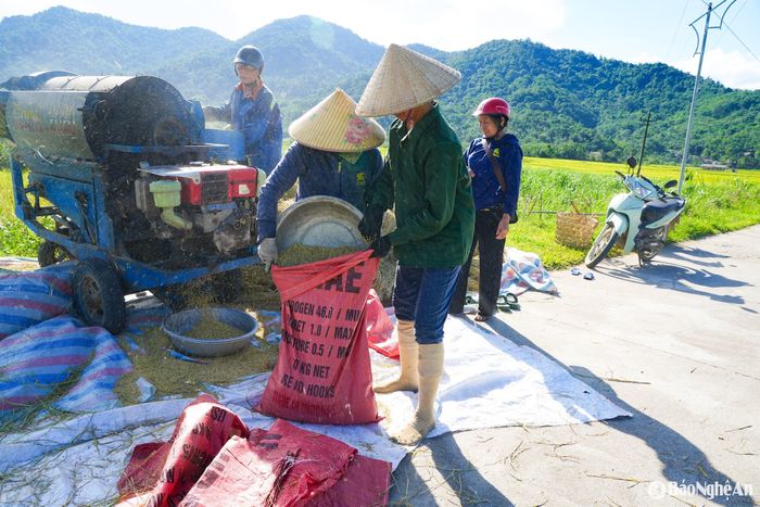 Giá lúa tươi năm nay chỉ ở mức 5.300 - 5.500 đồng/kg. Ảnh: T.P