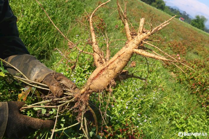 Sau quá trình trồng, chăm sóc, người dân địa phương nhận thấy đây là cây trồng dễ chăm sóc, không kén đất, ít bị sâu bệnh, không phải đầu tư nhiều về phân bón.... Ảnh: Huy Thư