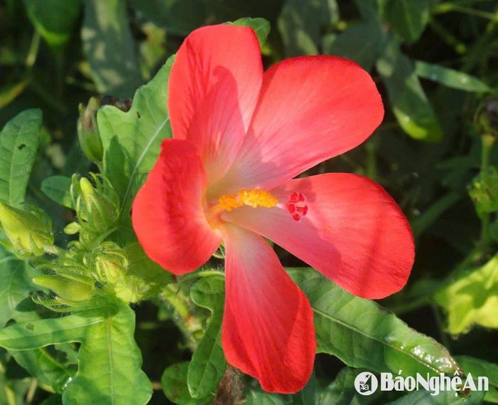 Sâm Thổ Hào nở hoa màu đỏ. Bông hoa lưỡng tính 5 cánh rất đặc trưng. Mùa hoa nở, những cánh đồng sâm phủ lên một màu đỏ tươi khá đẹp mắt. Ảnh: Huy Thư