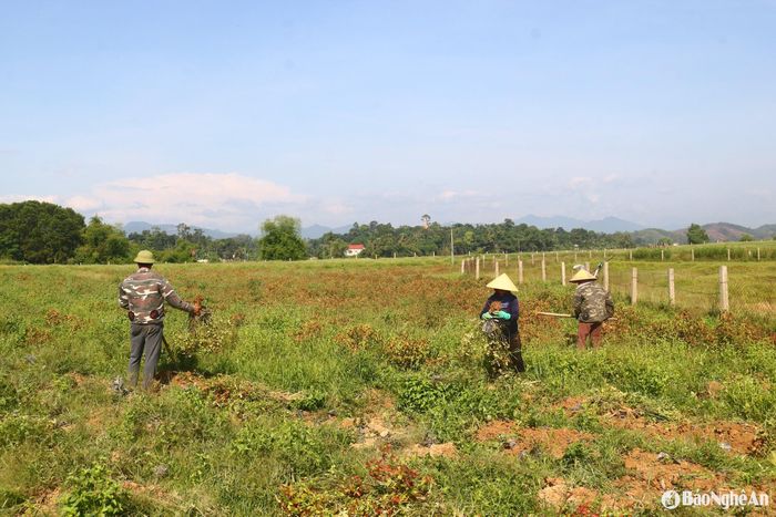 Những ngày này, bà con xã Thanh Hà đang tích cực thu hoạch sâm Thổ Hào trên cánh đồng Lơi trong điều kiện nắng nóng cao điểm. Ảnh: Huy Thư