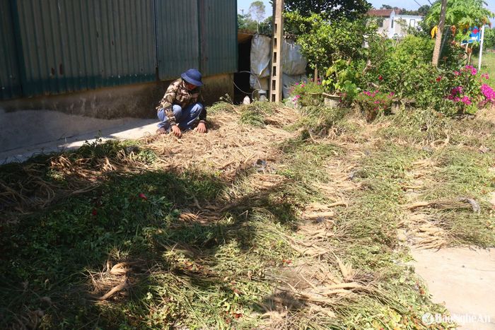 Sâm Thổ Hào sau khi thu hoạch được rửa sạch, phơi nắng, cắt thân, gốc, lá... Loại sâm này có thể chế biến thành nhiều sản phẩm như sâm khô, bột sâm, trà sâm, ngũ cốc sâm, sâm thái lát, rượu sâm... Ông Nguyễn Đình Lý - Chủ tịch Hội đồng quản trị Hợp tác xã sâm Thổ Hào xã Thanh Hà cho biết: Vụ sâm này hợp tác xã trồng 5 ha. Những thửa sâm chăm sóc tốt đạt năng suất khoảng 3 tấn củ/ha. Sâm tươi sau khi thu hoạch được các cá nhân và doanh nghiệp thu mua với giá từ 200.000 - 500.000 đồng/kg, tùy từng loại. Từ năm ngoái tới nay, việc tiêu thụ sâm đã có nhiều thuận lợi. Ảnh: Huy Thư