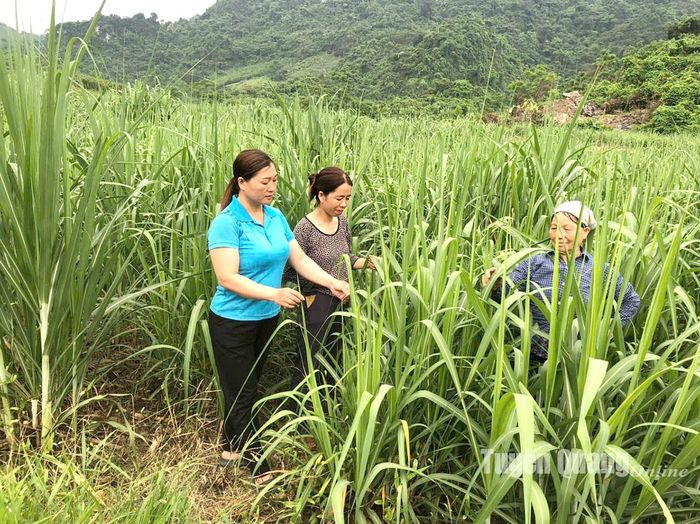 Chị Lý Thị Hằng (bên trái) Bí thư Chi bộ, Trưởng ban Công tác mặt trận thôn chia sẻ kiến thức chăm sóc mía với người dân.
