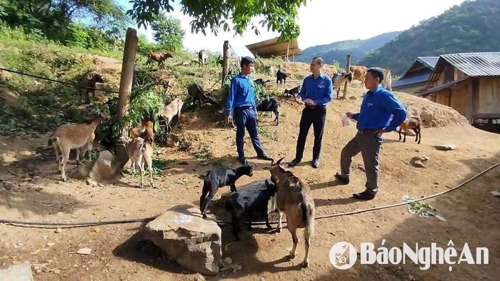 Nghĩa sẵn sàng chia sẻ kỹ thuật, kinh nghiệm phòng bệnh... trong chăn nuôi cho nhiều bạn trẻ vùng cao. Ảnh: Vi Thuận