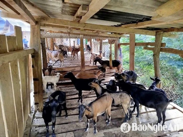 Đàn dê của Moong Bá Nghĩa. Ảnh: Vi Thuận