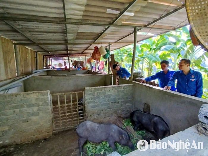 Anh Moong Bá Nghĩa đầu tư chuồng trại nuôi thêm hơn 20 con lợn đen bản địa. Ảnh: Vi Thuận