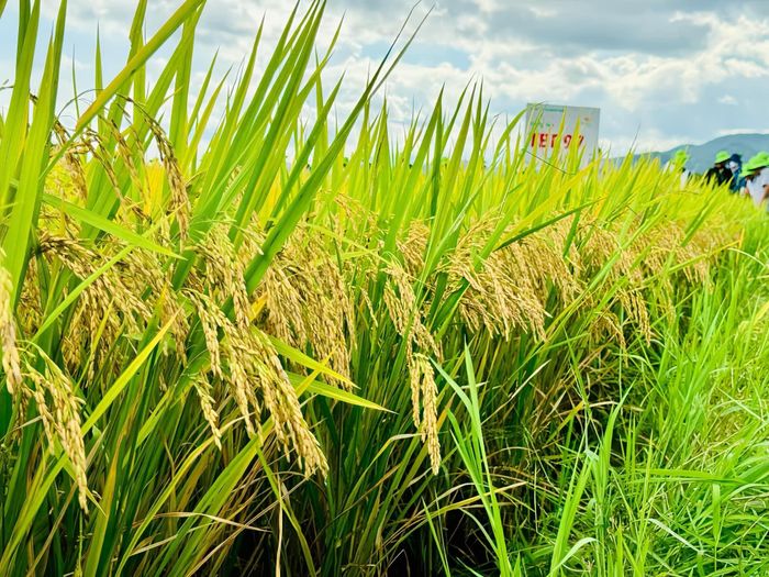 Giống lúa TBR 97 của ThaiBinh Seed gieo trồng ở nhiều địa phương và khẳng định về năng suất. Ảnh: Thùy Linh