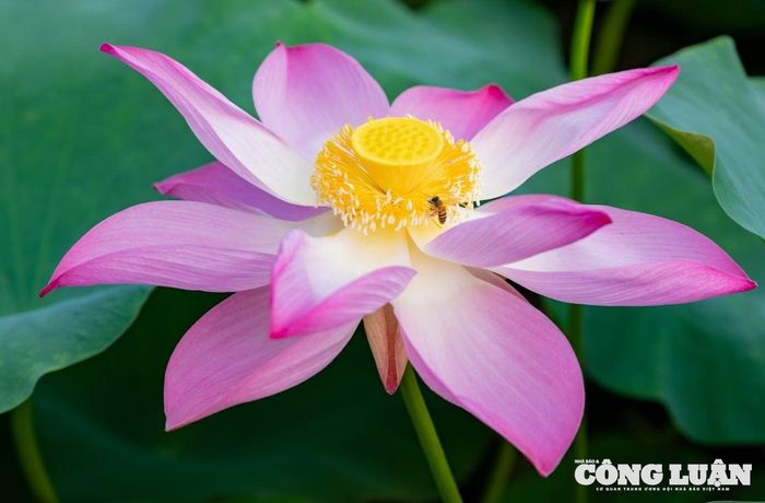 Sen nở đầu mùa trong nắng hạ.