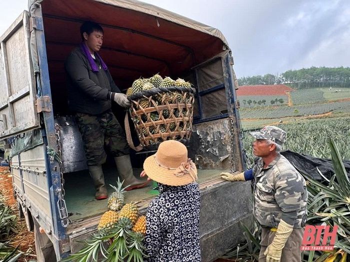 Dứa bán tại vườn có giá từ 8.000-9.000 đồng/kg.