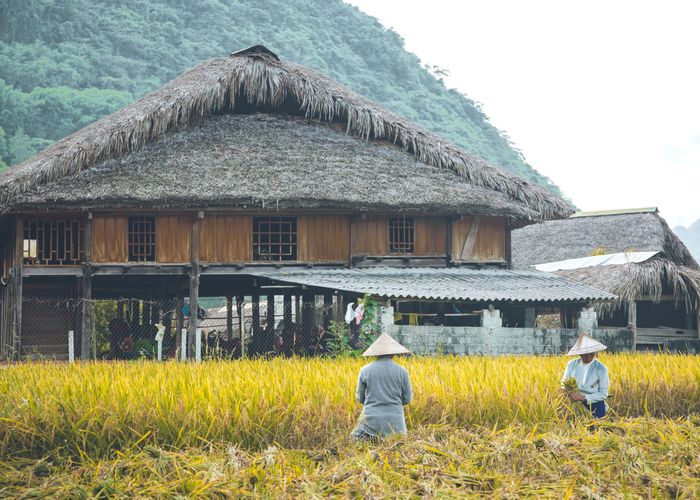Mùa gặt gắn với nếp nhà nét đẹp lao động và văn hóa truyền thống hòa quyện trong không gian làng bản.