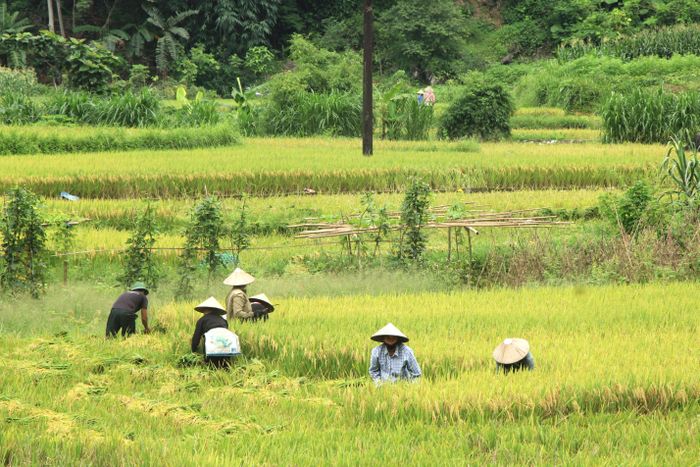 Bà con dân tộc Tày miệt mài gặt hái trong không khí rộn ràng của mùa gặt.