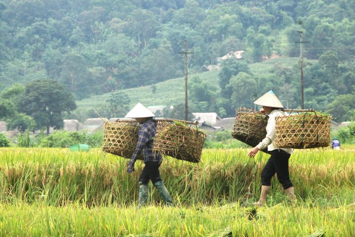 Những chiếc quang gánh tre nối tiếp nhau trên cánh đồng lúa chín, gợi nét đẹp lao động truyền thống giữa núi rừng Hà Giang.
