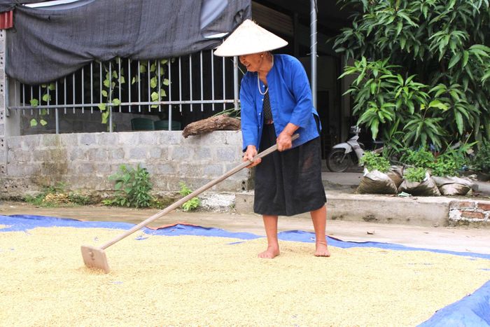 Phơi thóc - công đoạn cuối của mùa gặt, góp phần đảm bảo chất lượng lương thực cho mỗi gia đình.