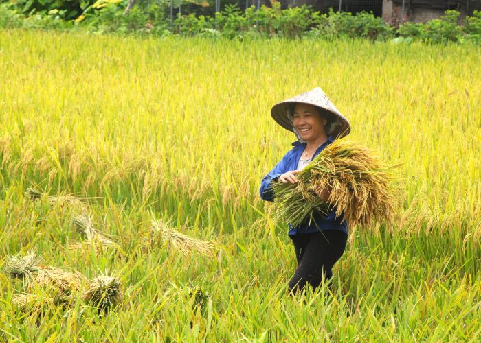 Nụ cười rạng rỡ của người nông dân khi thu hoạch những bó lúa trĩu hạt giữa cánh đồng vàng óng.
