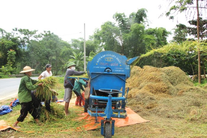 Mùa gặt ở Phương Độ khi máy móc hiện đại và đôi bàn tay cần cù cùng hòa nhịp, góp phần làm nên mùa vàng no đủ.