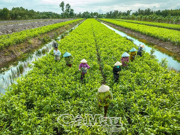Vườn giống đầu dòng hơn 4 ha của chị Hằng Ni đang vào mùa cắt hom, nhân giống.