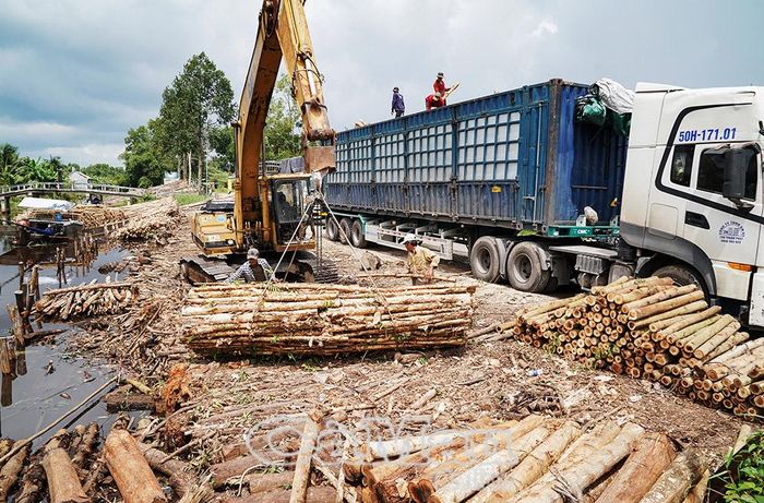 Gỗ cây keo lai hiện nay được thương lái trong và ngoài tỉnh chuộng thu mua.