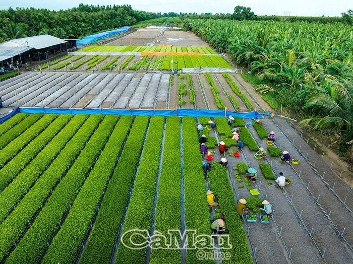 Giâm hom phải thực hiện vào buổi chiều, thời tiết mát, đặc biệt phải giâm trong điều kiện hệ thống tưới nước phun sương bán tự động, đảm bảo hom không bị héo.