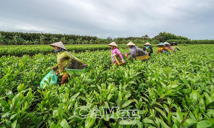 Những cây đầu dòng được công nhân cắt tuyển để giâm hom.