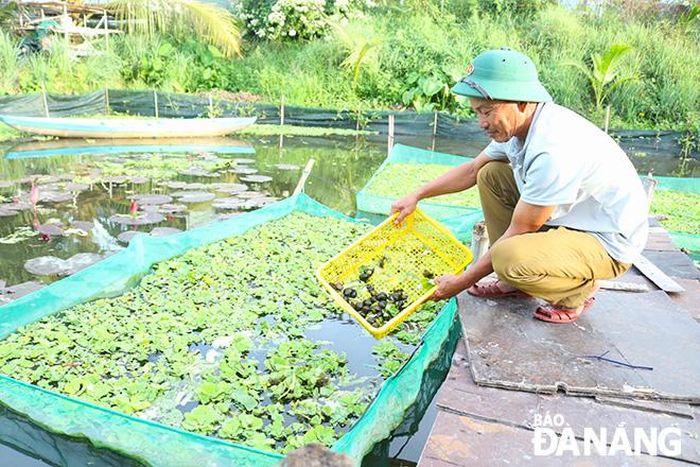 Mô hình “Sản xuất nông nghiệp kết hợp trải nghiệm du lịch sinh thái” tại xã Hòa Tiến (huyện Hòa Vang) của ông Nguyễn Văn Trinh hoạt động hiệu quả, mang lại nguồn thu nhập ổn định cho các thành viên. Ảnh: NGỌC QUỐC