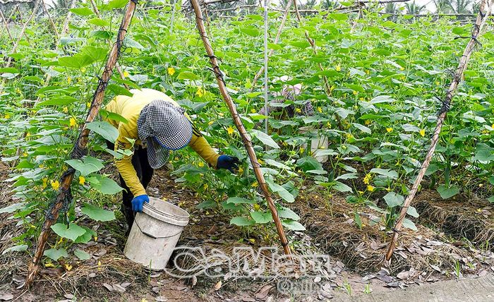 Người dân cần mẫn bên vườn tược, làm toả nét đẹp lao động, tô điểm màu xanh quê hương.