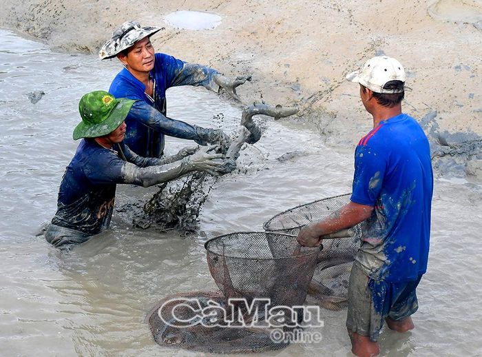 Nhà nông cùng nhau lao động sản xuất, làm giàu trên đất quê mình.