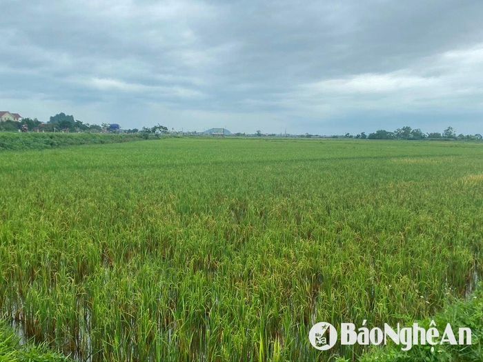 Cánh đồng lúa chét hàng trăm ha ở huyện Quỳnh Lưu. Ảnh: Văn Trường