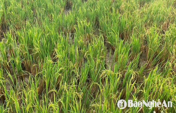Đồng lúa chét tiềm ẩn nguy cơ bùng phát sâu bệnh cho lúa những mùa tiếp theo. Ảnh: Văn Trường