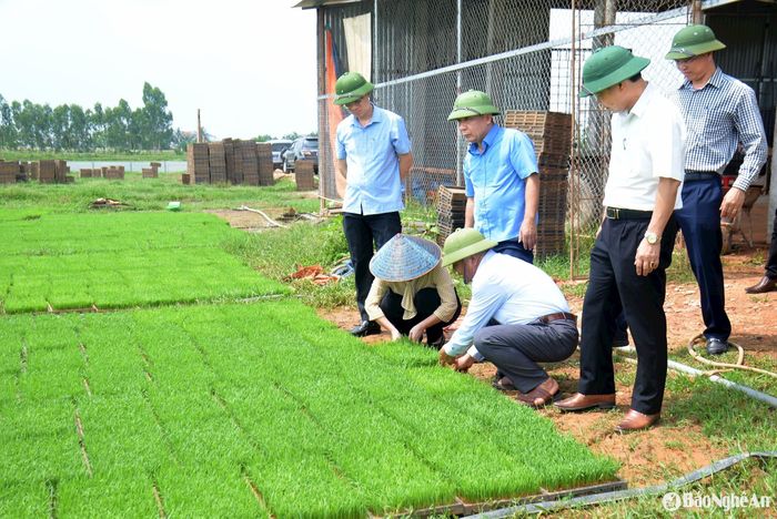 Lãnh đạo tỉnh tham quan mô hình gieo mạ khay của Hợp tác xã Nông nghiệp dịch vụ tổng hợp Thọ Thành (Yên Thành). Ảnh: Xuân Hoàng