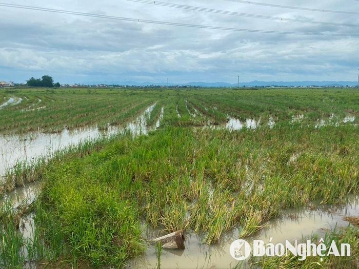 Mênh mông đồng ruộng lúa chét bỏ hoang ở huyện Diễn Châu. Ảnh: Văn Trường