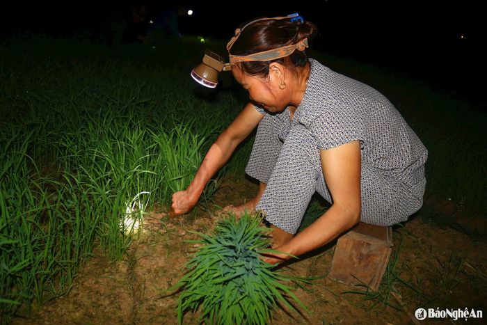 Sản xuất vụ hè thu giữa những ngày nắng nóng, bà con đi làm vừa "cướp" nước, vừa tránh nắng. Dập xong ruộng phải cấy ngay vì sợ cạn nước. Trưa mạ khô, gốc mạ bám chặt vào đất rất khó nhổ. Theo bà con, nhổ mạ "phui" khá mỏi tay, cây mạ bị đứt nhiều, nhưng nếu nhổ ban ngày nắng nóng sẽ héo rất nhanh. Ảnh: Huy Thư