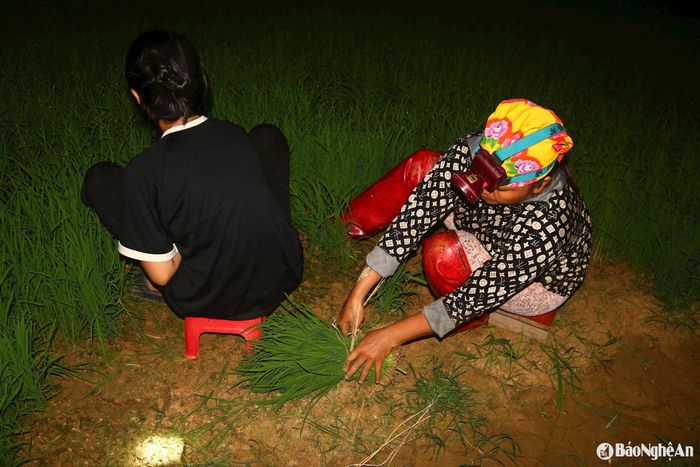 Bà Chu Thị Lý ở xã Minh Tiến đang nhổ mạ trên ruộng vùng Cầu Trằm (xã Thanh Lương cũ) chia sẻ: Vụ lúa này, gia đình bà làm 4 sào ruộng, để có mạ phục vụ cho 2 -3 người cấy vào ngày mai, bà phải tranh thủ đi nhổ mạ ban đêm. Cô con gái út học lớp 8 cũng ra đồng giúp mẹ. Ảnh: Huy Thư