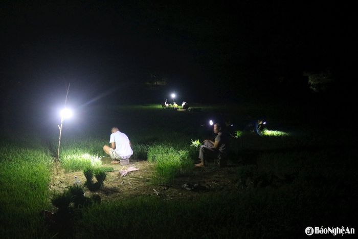 Bà con nông dân đang bước vào vụ cấy lúa hè thu giữa thời điểm nắng nóng. Để tránh nắng, người dân thường đi làm vào ban đêm. Buổi đêm trên những ruộng mạ ở xã Minh Tiến, người dân đi nhổ mạ khá nhộn nhịp. Ảnh: Huy Thư