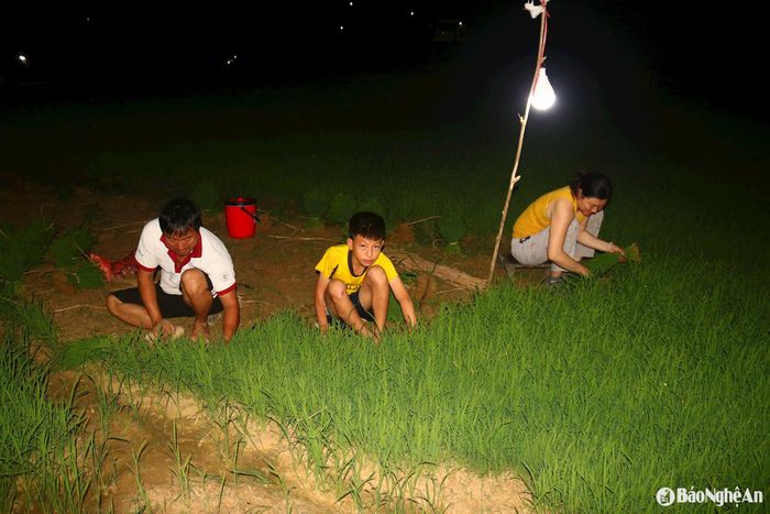 Dịp này, một số gia đình, cả bố mẹ, con cái đều ra đồng nhổ mạ. Các em học sinh còn ít tuổi cũng tham gia nhổ mạ đêm với người thân. Nhằm tạo không khí lao động vui tươi, một số hộ còn mang máy hát, loa... ra đồng mở nhạc sôi động Ảnh: Huy Thư