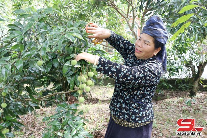 Nông dân bản Hua Mường, xã Sốp Cộp chăm sóc cây ăn quả.