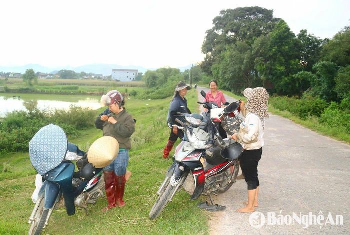 Mùa cấy, chị em ở các địa phương không sản xuất vụ hè thu hay đã gieo lúa xong, tranh thủ đi cấy kiếm thêm thu nhập. Họ rủ nhau đi theo nhóm, mỗi nhóm từ 3 - 5 người. Đi cấy thuê khá vui, có những xóm, hàng chục phụ nữ trong xóm cùng theo nghề thợ cấy. Ảnh: Huy Thư