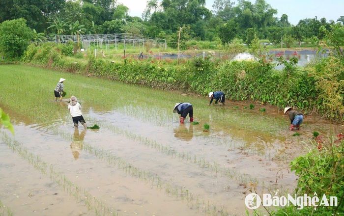 Một chị ở xã Mỹ Sơn, huyện Đô Lương đang cấy cho gia đình ông Trần Đình Mạnh ở xã Đồng Văn, huyện Thanh Chương cho biết, nhóm của chị có 5 người đi cấy thuê ở xã Đồng Văn, tính đến hôm nay là ngày thứ 3. Do đi cấy xa, từ 5 giờ sáng mọi người đã phải thức dậy, ăn uống, sửa soạn lên đường, cấy cho nhà nào thì cả nhóm ăn cơm trưa tại nhà đó. Tiền công cấy thuê đã được hai bên thỏa thuận. Ảnh: Huy Thư