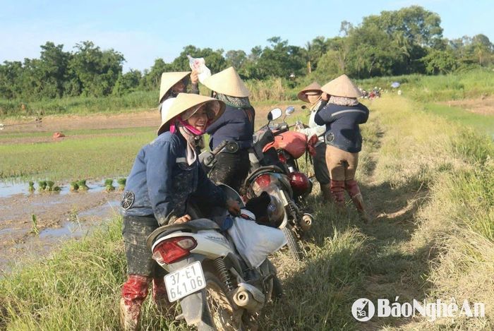 Trên các cánh đồng đang vào vụ cấy lúa hè thu ở huyện Thanh Chương hiện nay, có thể bắt gặp thợ cấy trong huyện, nhiều nhóm thợ cấy đến từ các huyện Đô Lương, Nam Đàn... Mặc dù có thợ cấy từ khắp nơi đổ về, nhưng các địa phương tổ chức cấy đồng loạt, nhà nhà xuống ruộng, nên vẫn gặp khó khăn khi tìm người cấy. Ảnh: Huy Thư