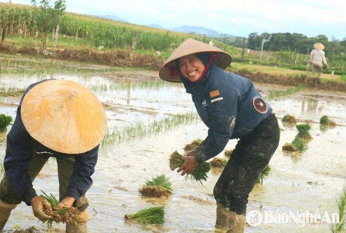 Một chị ở xóm Trường Lĩnh, xã Xuân Dương, huyện Thanh Chương cho hay, nhà chị làm 9 sào ruộng, vụ này đã gieo xong, nên tranh thủ đi cấy cho bà con trong xã lấy tiền công. Nhiều phụ nữ trong xóm cũng đi cấy thuê như chị. Ảnh: Huy Thư