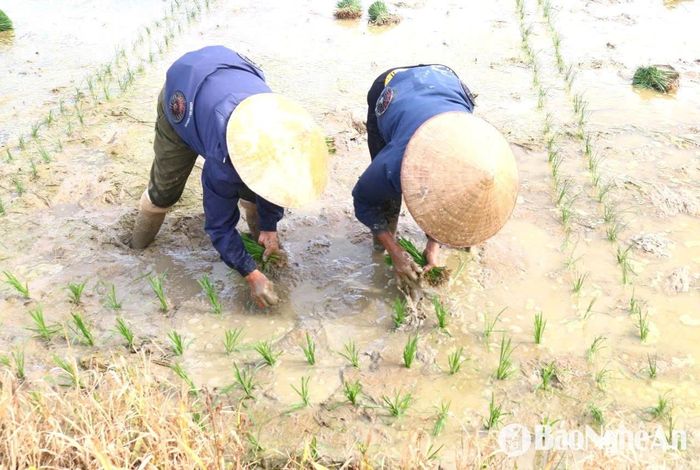 Giữa ngày nắng nóng, các thợ cấy thường trang bị đồ bảo hộ lao động khá đầy đủ, từ mũ, nón, ủng, áo chống nóng... Ảnh: Huy Thư