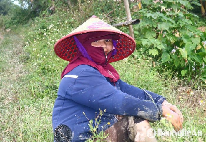 Một thợ cấy ở xã Kim Bảng đang đi cấy thuê ở xã Xuân Dương cho biết. Người có ruộng cần cấy thường tìm thợ cấy qua người quen, qua mạng xã hội, hoặc trực tiếp đi đón thợ cấy ở chợ, trên các tuyến đường... Do thiếu nhân công, nhiều nhóm thợ cấy vụ này đã được bà con nông dân đặt lịch trước nhiều ngày. Ảnh: Huy Thư