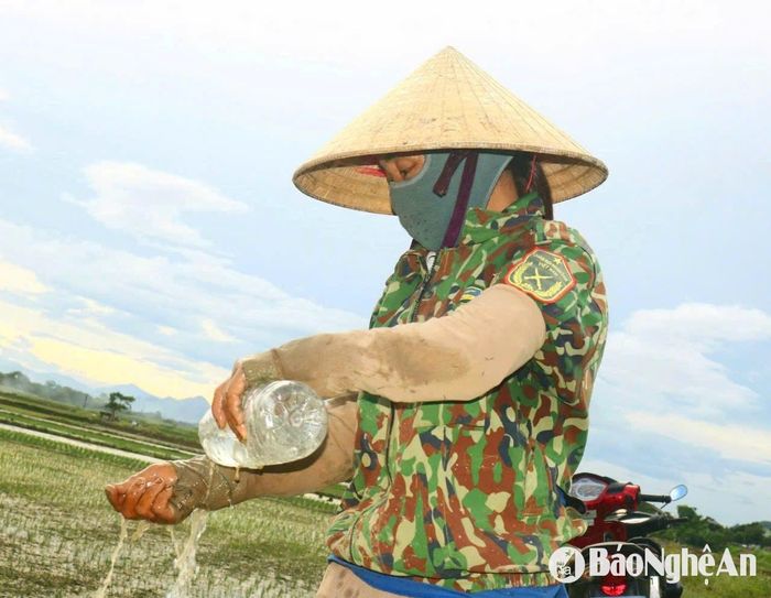 Theo các thợ cấy, đi cấy thuê giữa những ngày nắng nóng khá vất vả, trời thì nắng, ruộng thì lầy... Những ngày nắng cao điểm phải đi làm sớm để nghỉ sớm. Buổi chiều có thể làm muộn, nghỉ muộn, mới bảo đảm sức khỏe để đi cấy thuê dài ngày. Ảnh: Huy Thư