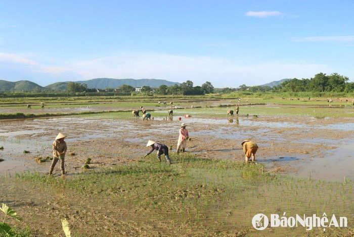 Những ngày này, các địa phương trong tỉnh đang bước vào vụ cấy lúa hè thu. Tại huyện Thanh Chương, bà con nông dân nhiều địa phương đã đồng loạt xuống đồng cấy lúa. Mùa cấy diễn ra giữa những ngày nắng nóng, các nông hộ gặp không ít khó khăn, vừa phải tránh nắng, vừa phải tranh thủ cấy nhanh để ruộng khỏi bị cạn, trong khi thợ cấy lại khó tìm. Ảnh: Huy Thư