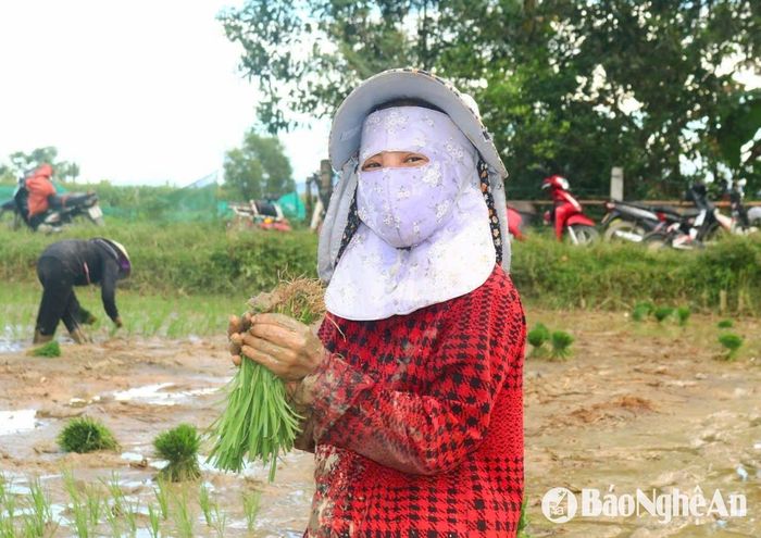 Theo các chị em làm nghề thợ cấy, để đi cấy thuê, phải có sức khỏe lội ruộng, cấy nhanh, nhiệt tình, đáp ứng được yêu cầu, mong muốn về cách thức, kỹ thuật cấy lúa của chủ ruộng, như cấy dày, cấy thưa, cấy đại trà, cấy theo băng... Ảnh: Huy Thư
