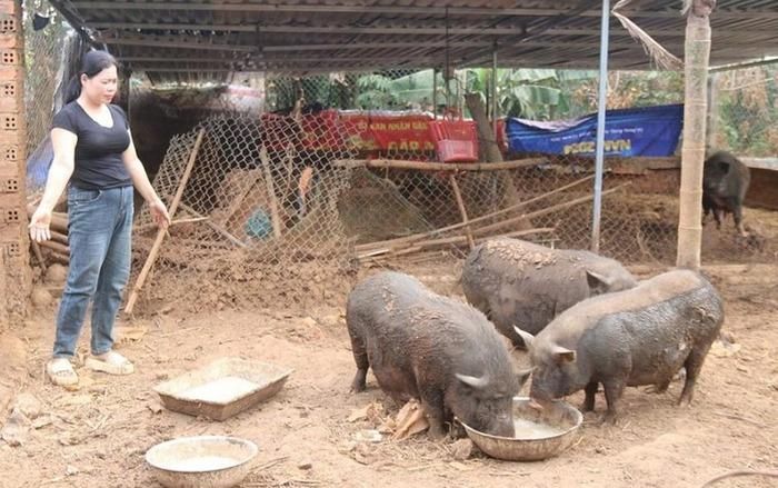 Phụ nữ dân tộc thiểu số thường đảm nhiệm công việc chăn nuôi, nội trợ